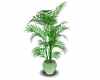indoor plant