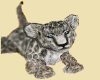 Snow leopard cub/giani