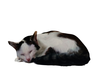 Sleeping cat