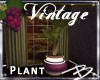 *B* Vintage Potted Palm