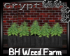 BH Weed Farm