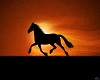 (MAL) Horse Pic