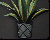 Agave Plant