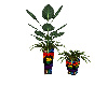 Gay pride plants 