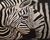 Safari Cebra