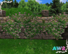 ClimbingRoseDawn4Wall