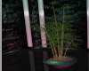 😻Avalon Bamboo Plant
