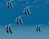 Ocean Fish