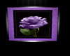 purple/rose