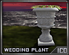 ICO Wedding Plant