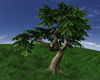 Tropical Large Leaf Tree