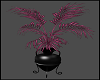 Gothic Pink Plant