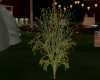(S)Spring bush