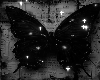 noir butterfly BG