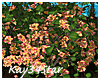 Rose Bush Yellow Orange