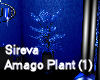 Sireva Amago plant (1)