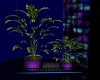 Dark Dream Plant