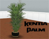 (20D) Kentia Palm