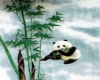 Panda Picture