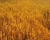 dj nature wheat field