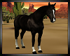 Black Horse