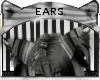 Silver Tabby * Ears