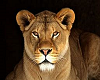 Lioness Art4
