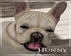 H. Puppy French Bulldog