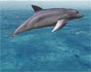 NC Dolphin 3