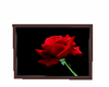 red rose picture 3