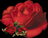 Rose (338x293)