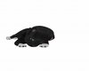 Cute Black Puppy 