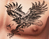 Hawk Tattoo Front