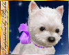 I~Westie-Lap*Purple Bow