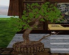 Maple bonsai