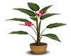 TROPICAL PINK PLANT
