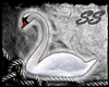 [SS] Emperor Swans
