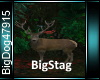 [BD]Big Stag