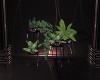 Dark Angel Planter