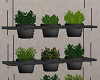 [SM] Hanging Plants