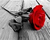 Loving rose