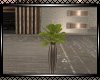 **Evenstar Plant