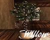 The Lounge Ficus Tree