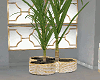 Elo *Elegant Plant*