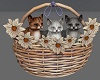 Basket Of Cats ♡