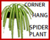 SPIDER PLANT CORNER HANG