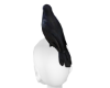 :G: Crow on head