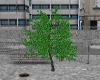 Street Tree