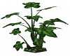 Leafy Troplical Plant 2