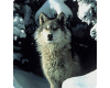 Mystical Snow Wolf